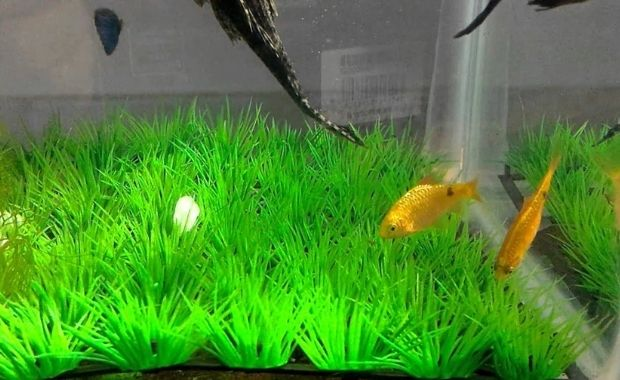 Tại sao nên mua cỏ nhựa cho bể cá?