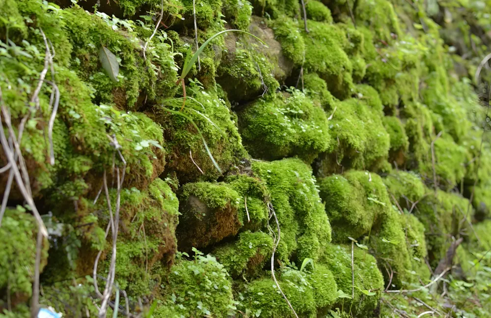 Cách ngăn rêu mọc lại sau khi làm sạch