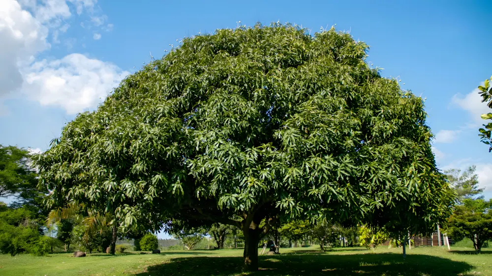 Top 30+ Cây Bóng Mát Sân Vườn (Biệt Thự) Ít Rụng Lá