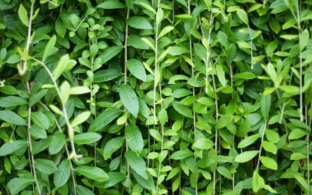 Cây cúc tần Ấn Độ