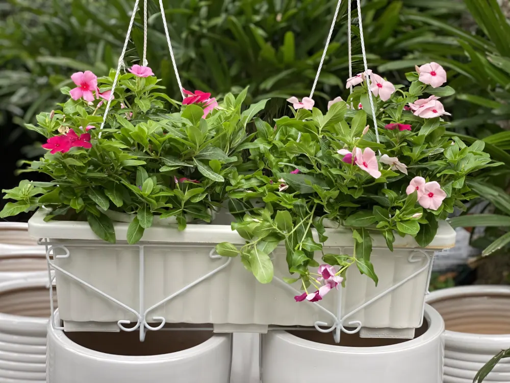 Cây hoa dừa cạn