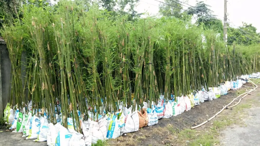 Cây trúc cần câu