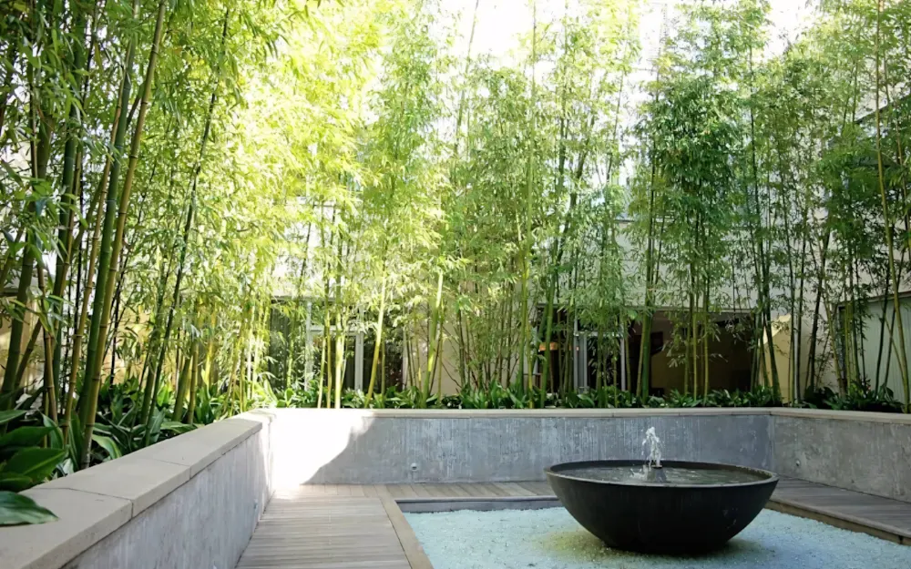 Cây trúc cần câu