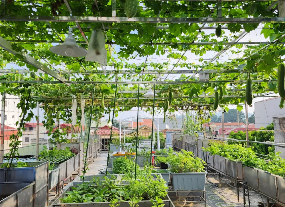 Chậu cây dây leo