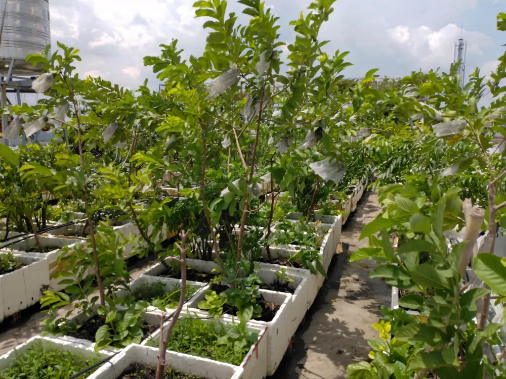 Nguyên tắc chọn cây trồng sân thượng chịu nắng hiệu quả