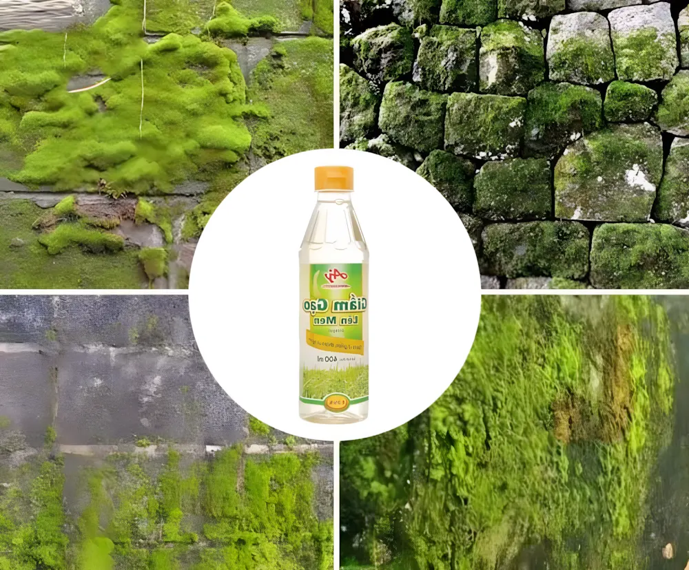 Sử dụng giấm ăn để tẩy rêu