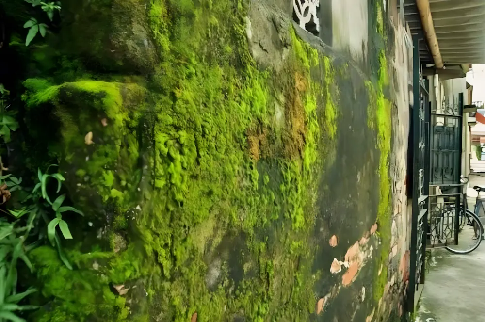 Tác hại của rêu đối với sân bê tông